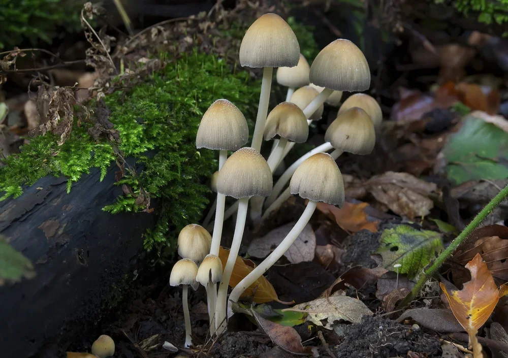 Glistening Inkcaps, ( Coprinellus micaceus ).
