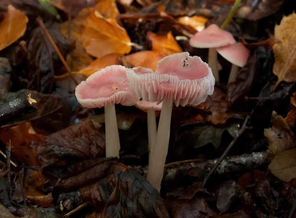 Rosy Bonnets, ( Mycena rosea ).