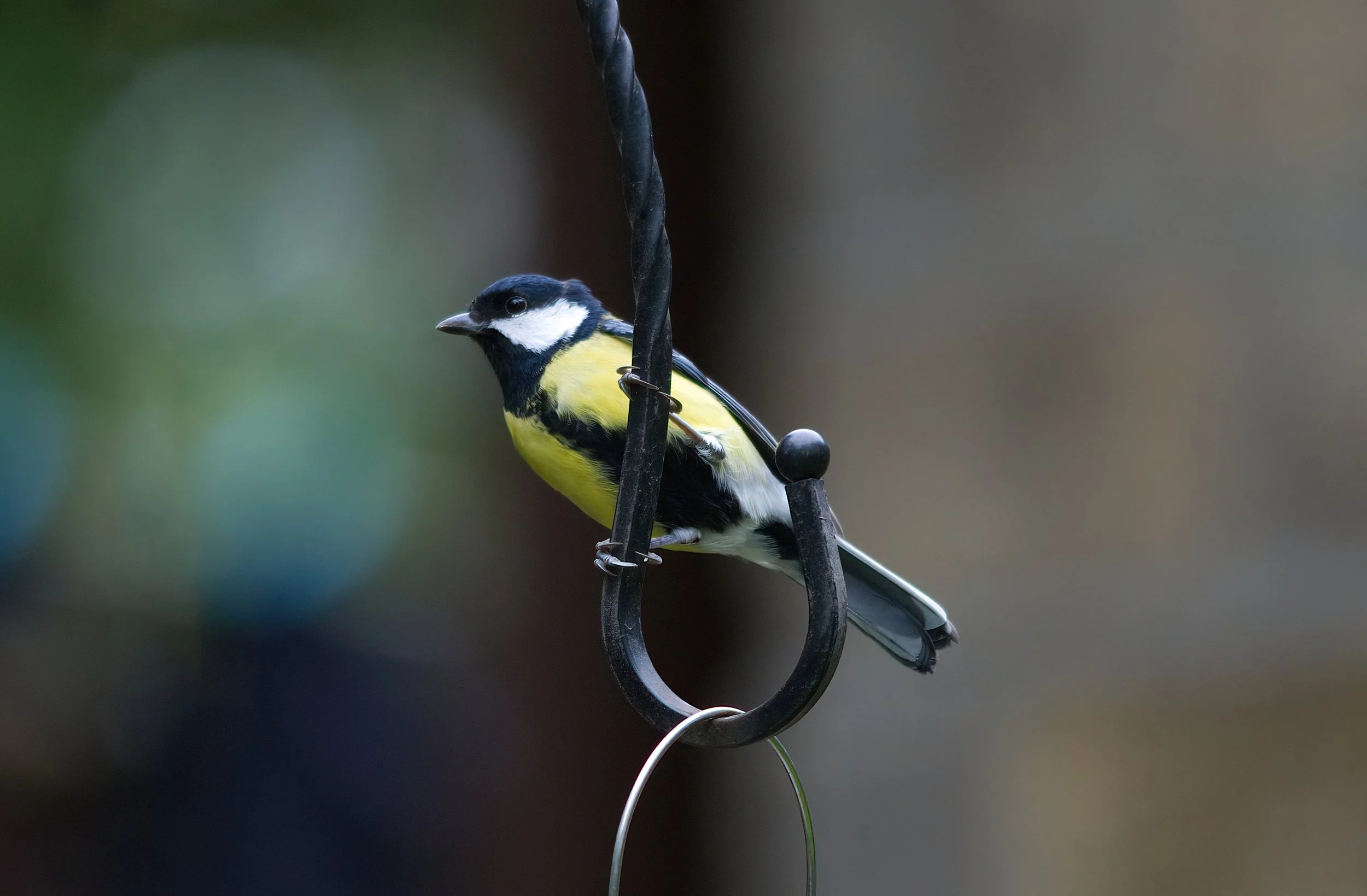 Great Tit.