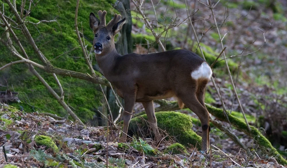 Roe Deer