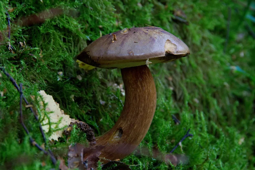 Bay Bolete, ( Imleria badia ).
