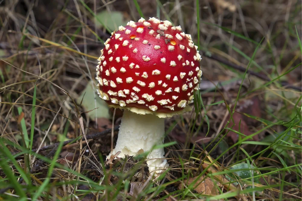Fly Agaric, ( Amanita muscaria ).