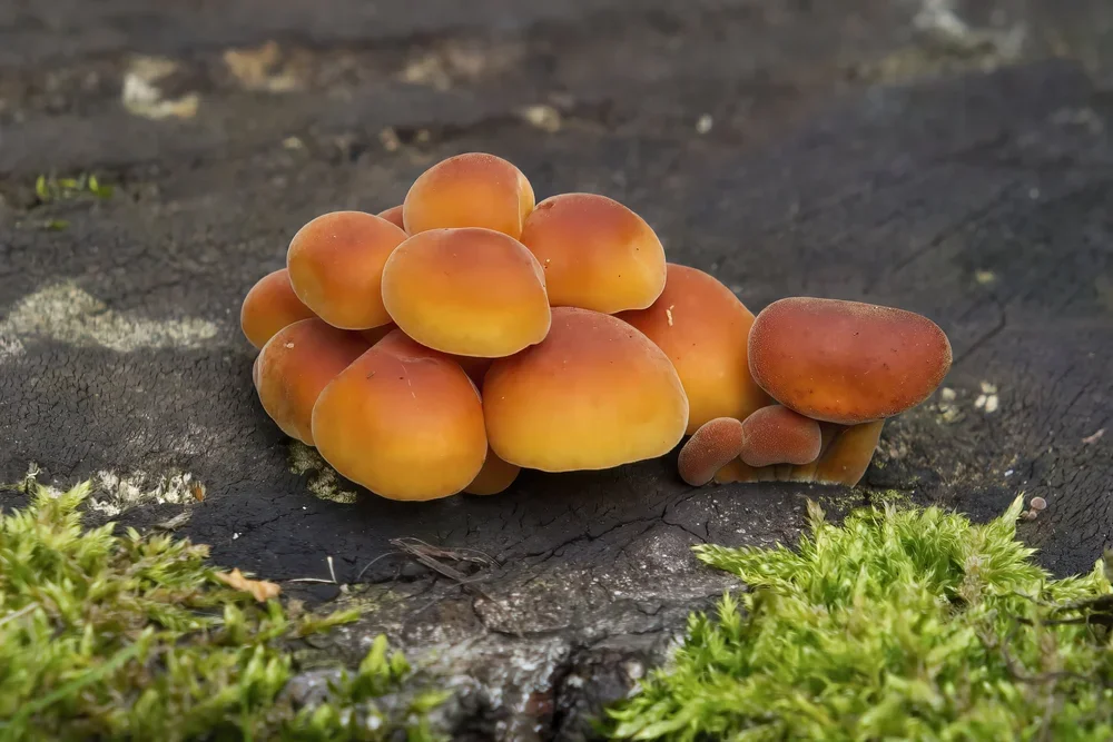 Velvet Shank, ( Flammulina velutipes ).