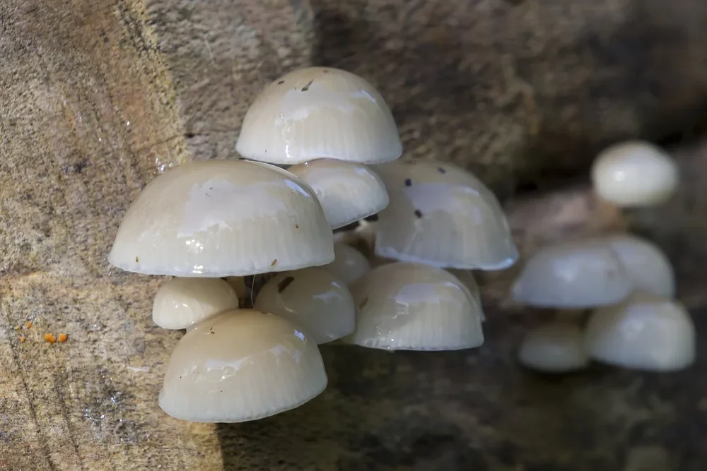Porcelain Fungus, ( Oudemansiella mucida ).
