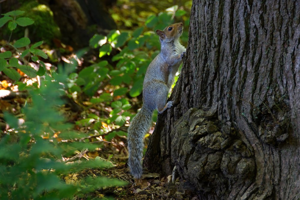 One of the many Grey Squirrels.