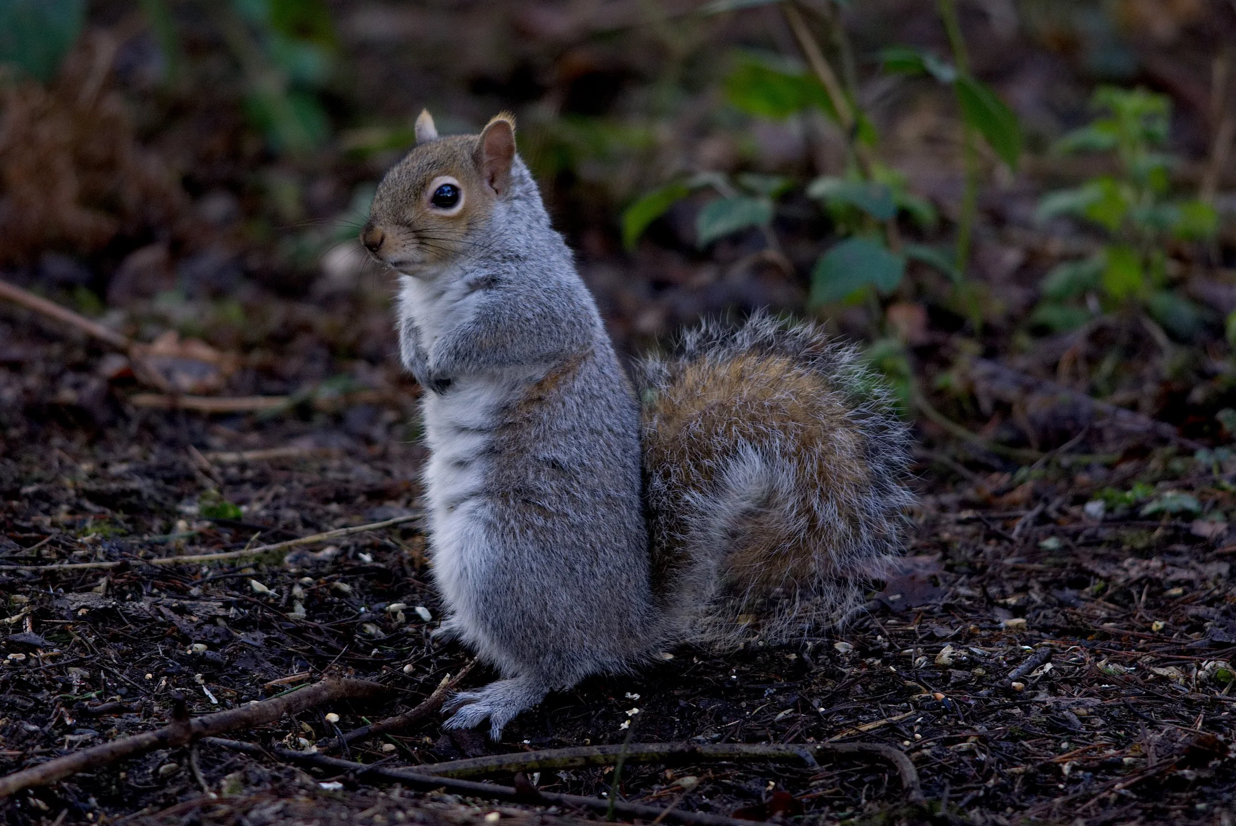 Another cheeky Squirrel.
