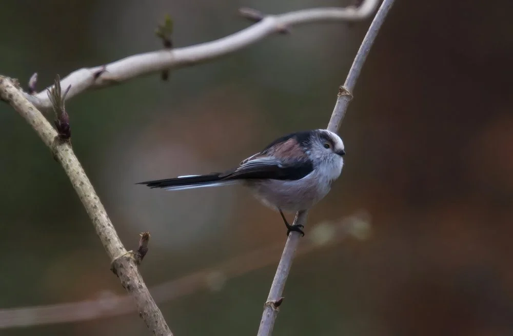                               Long-tailed Tit