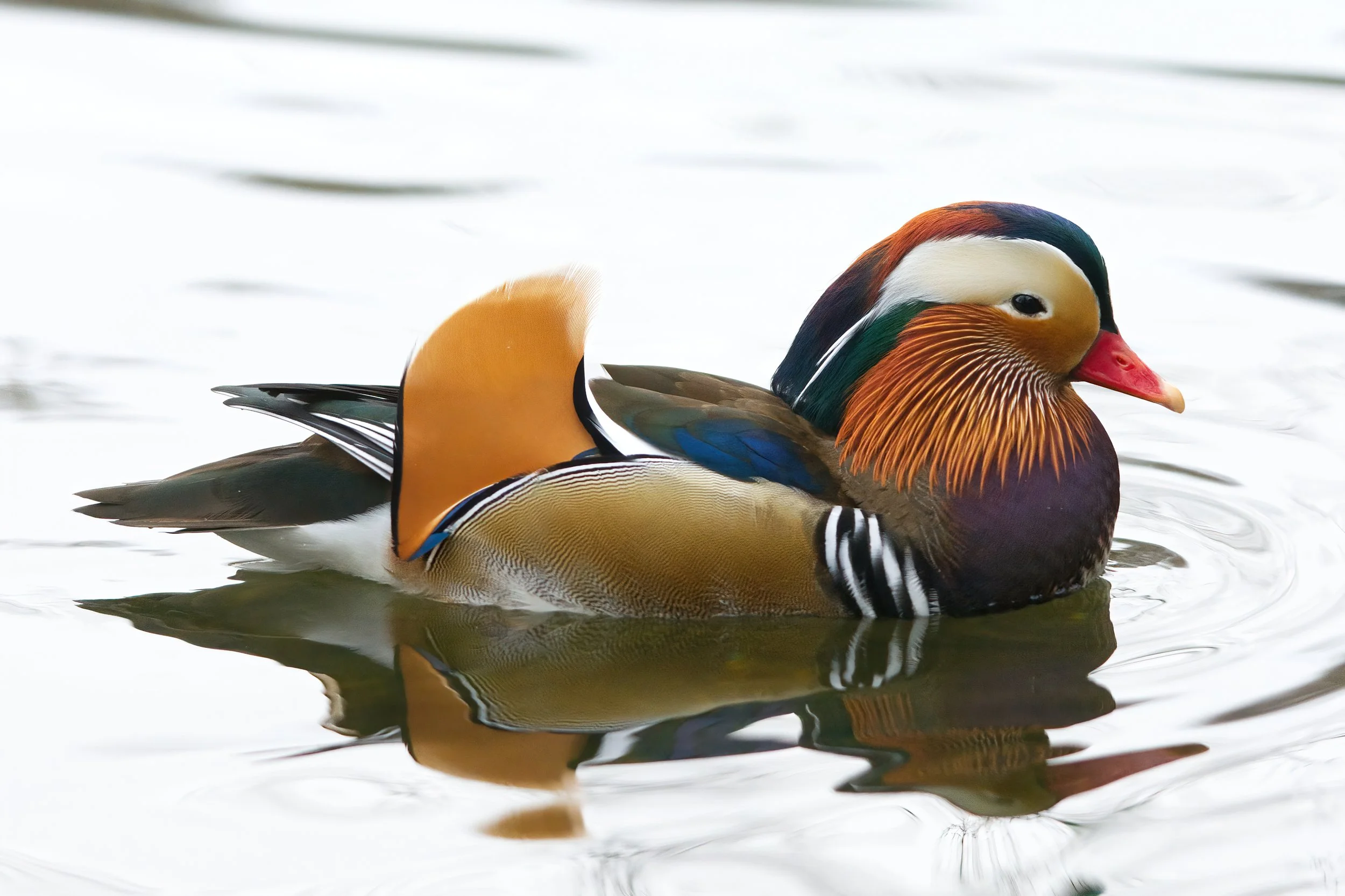 A rare sighting of a Mandarin Duck on Coppice pond.