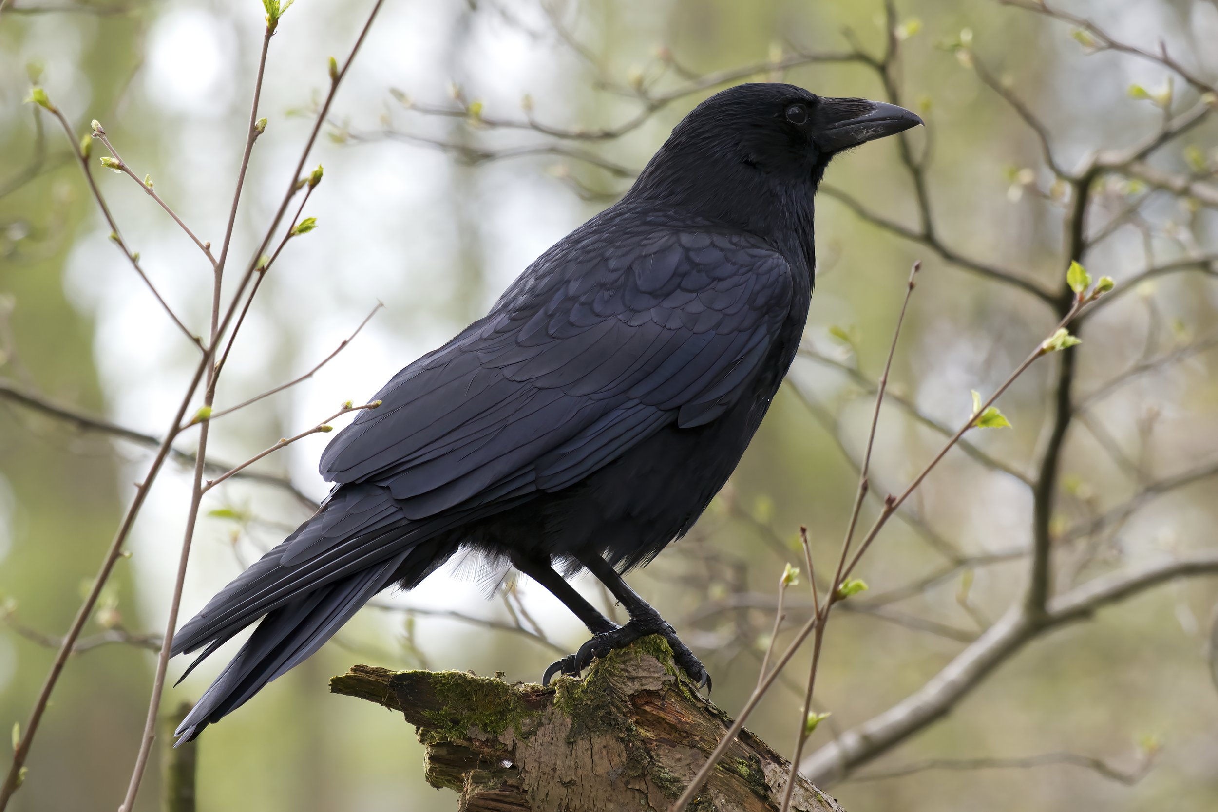 A  Carrion Crow.