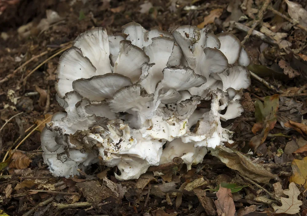 Hen-of-the-Woods, ( Grifola frondosa ).
