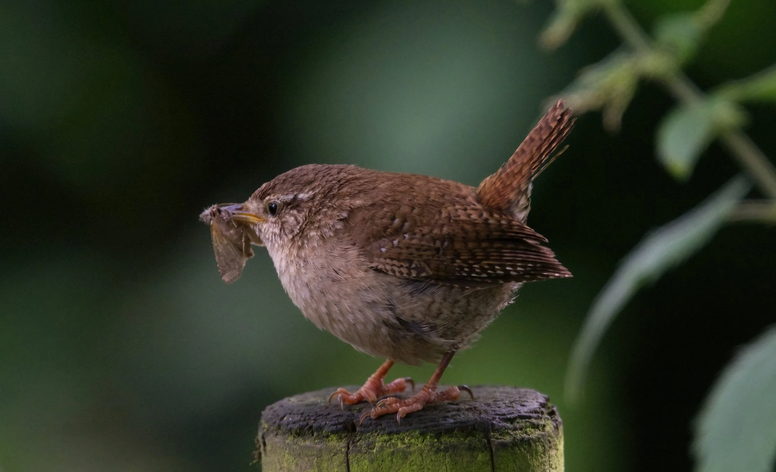 Jenny Wren with her catch