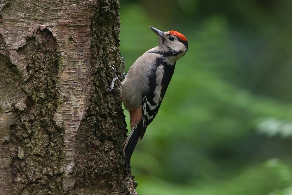                Great Spotted Woodpecker
