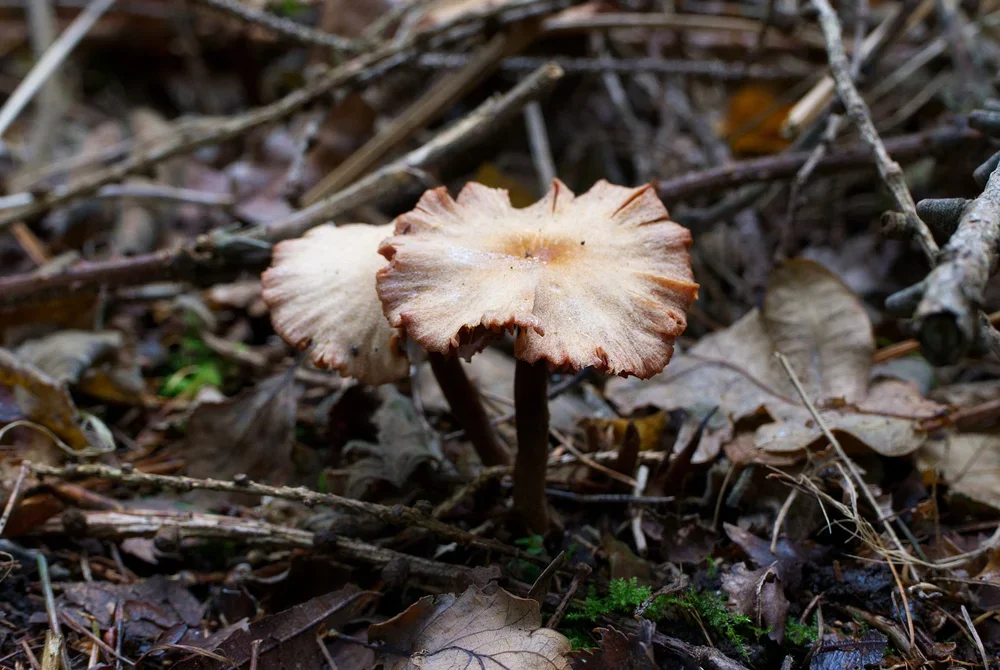 Deceiver, ( Laccaria laccata ).