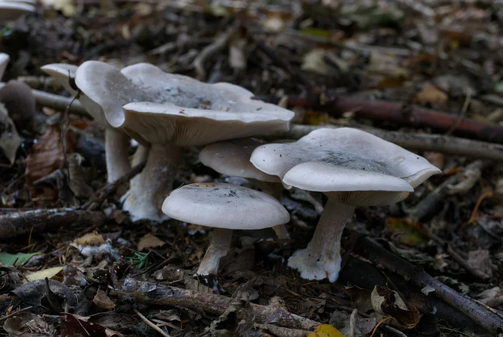 Clouded Funnels, ( Clitocybe nebularis ).