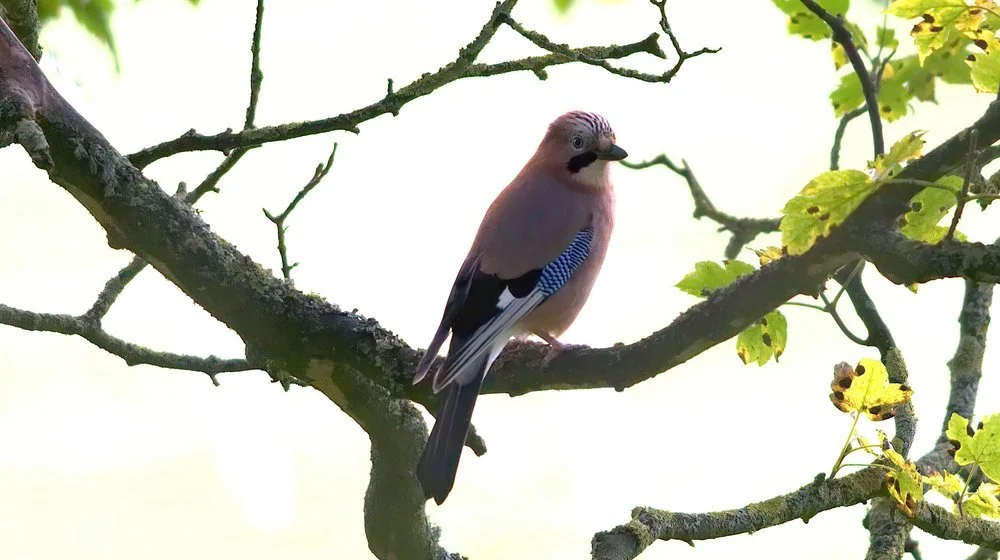 Jays are often seen around the estate.