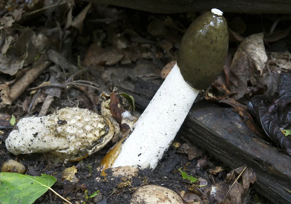 Common Stinkhorn, ( Phallus impudicus ).