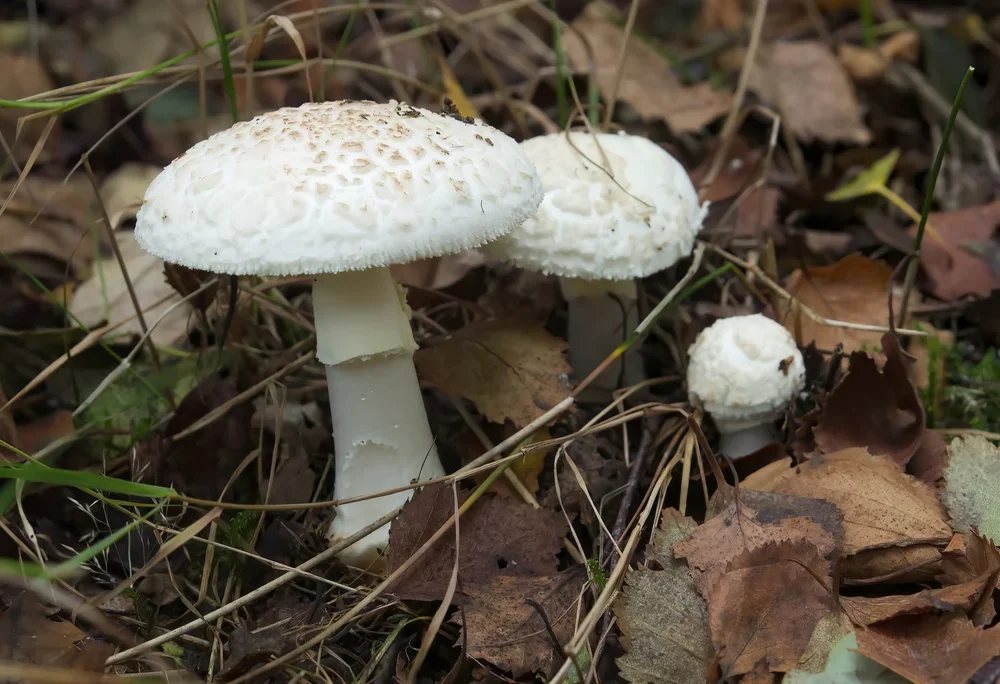 False Deathcap, ( Amanita citrina ).