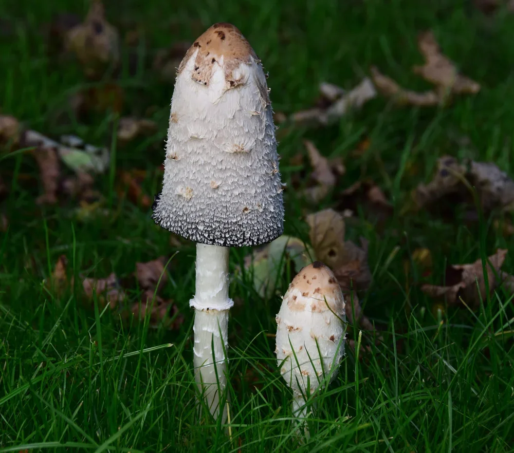 Shaggy Ink Cap, ( Coprinus comatus ).