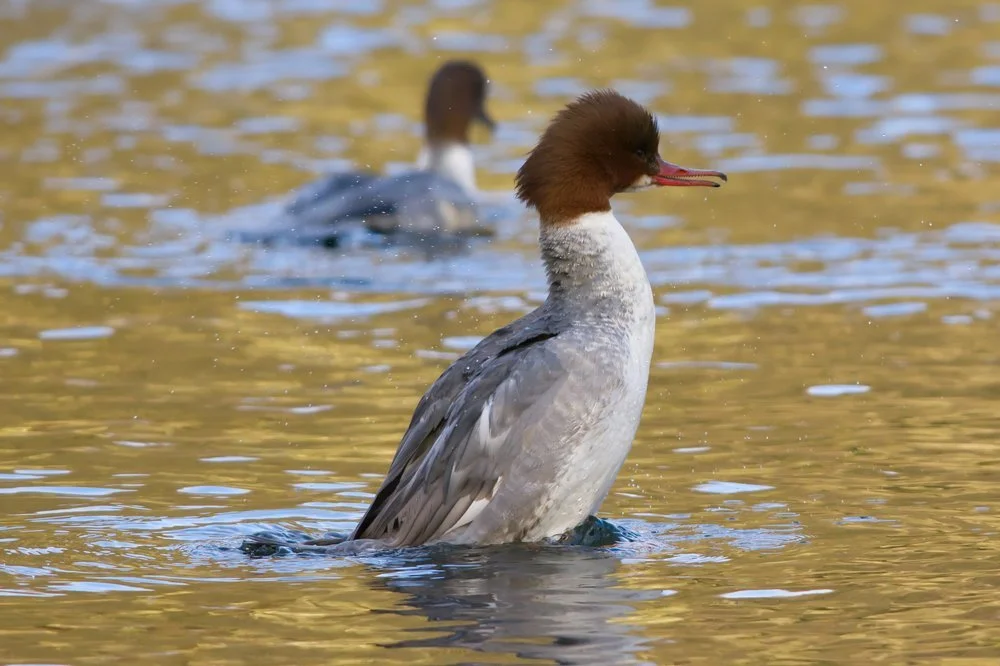 Female Goosander