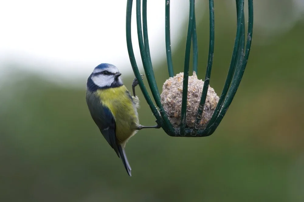 Bluetit on one of the feeders.