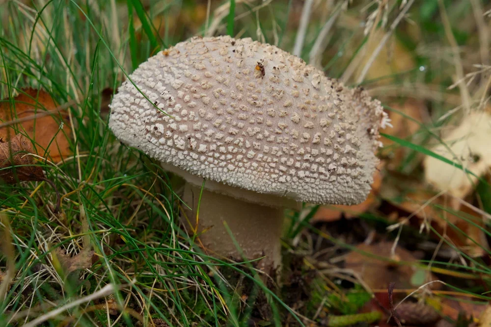 Blusher, ( Amanita rubescans ).