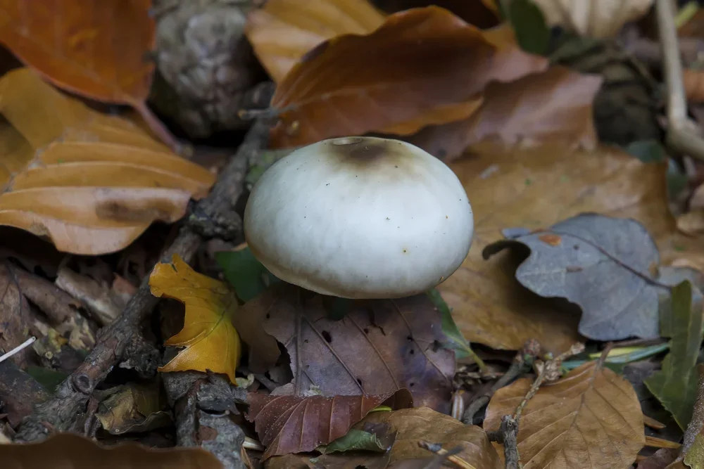 Wood Mushroom, ( Agaricus silvicola ).