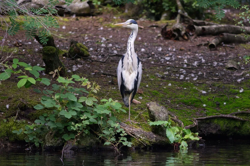 Grey Heron on the island.