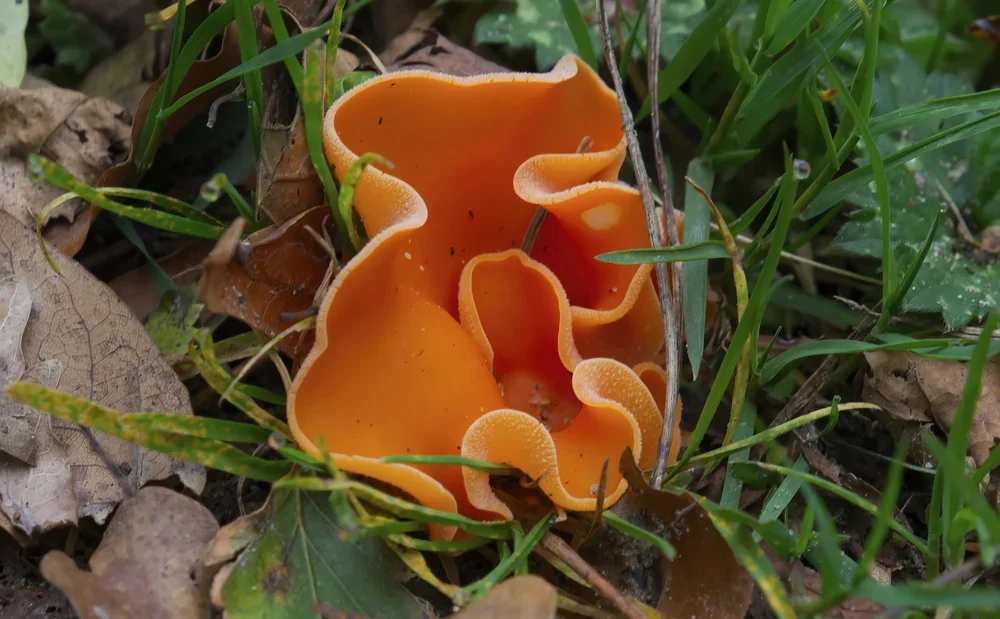 Orange Peel Fungus, ( Aleuria aurantia ).