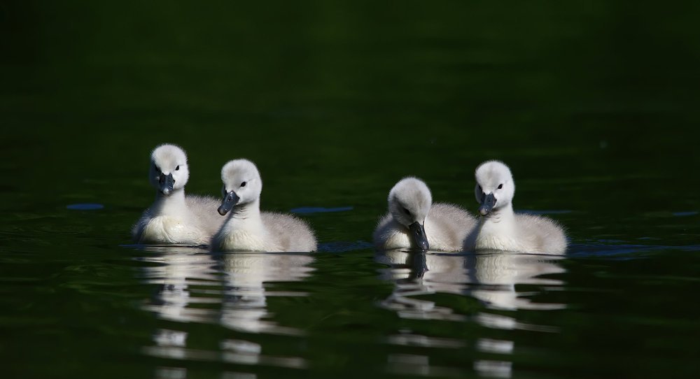 Cygnets on Coppice Pond