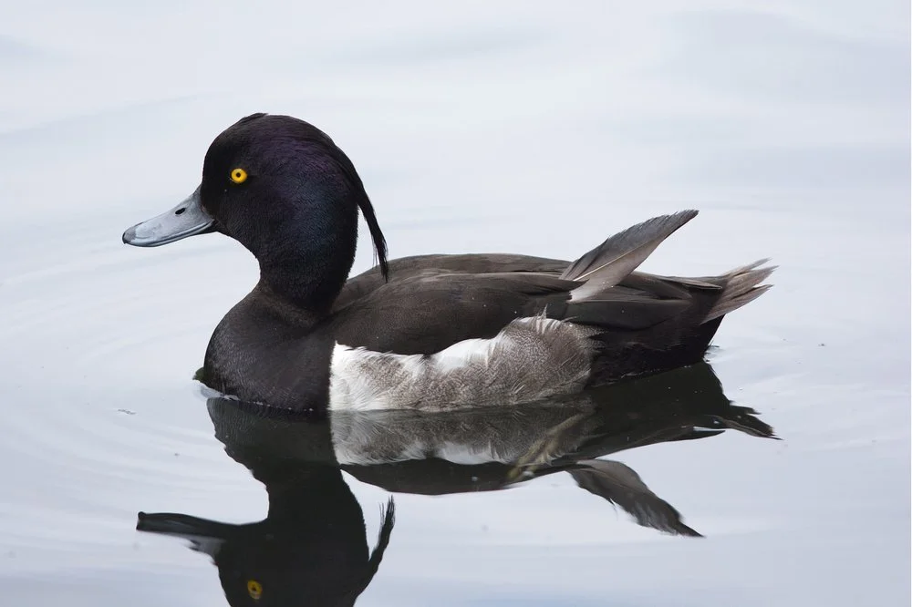 Tufted Duck