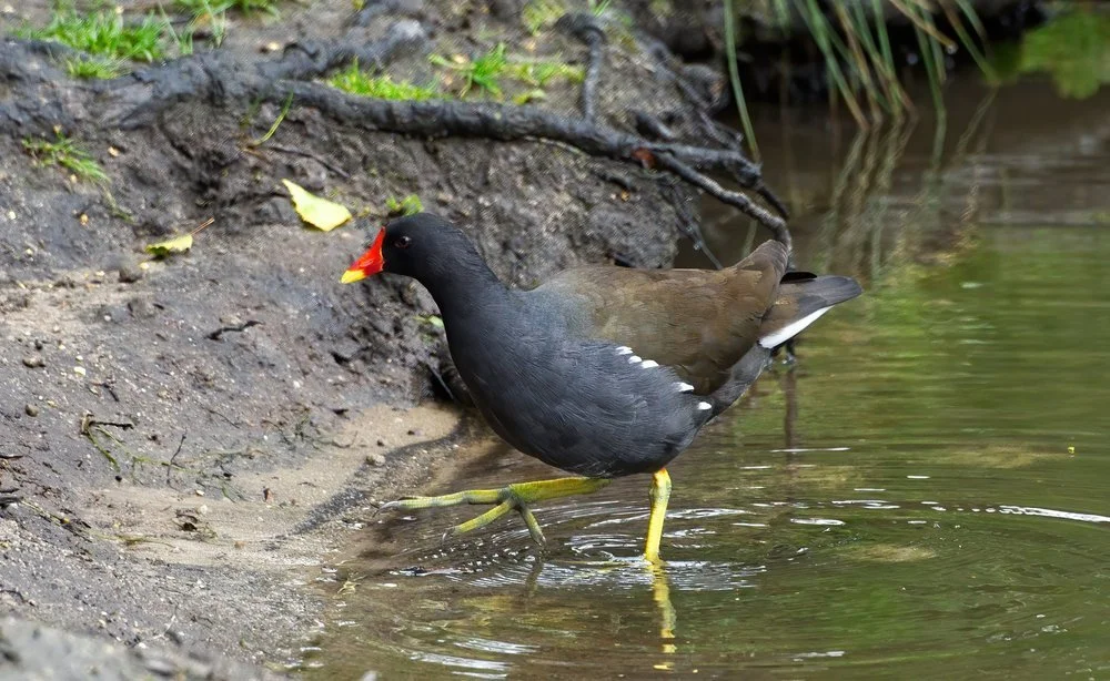 Moorhen, Coppice Pond.
