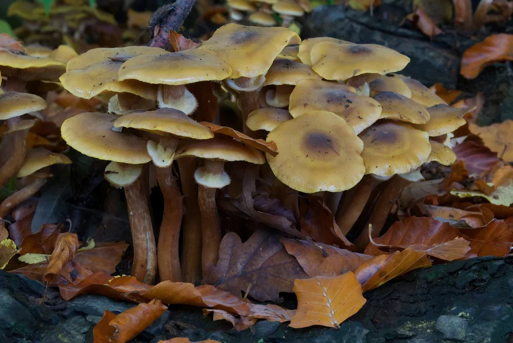 Honey Fungus, ( Armilleria frondosa ).