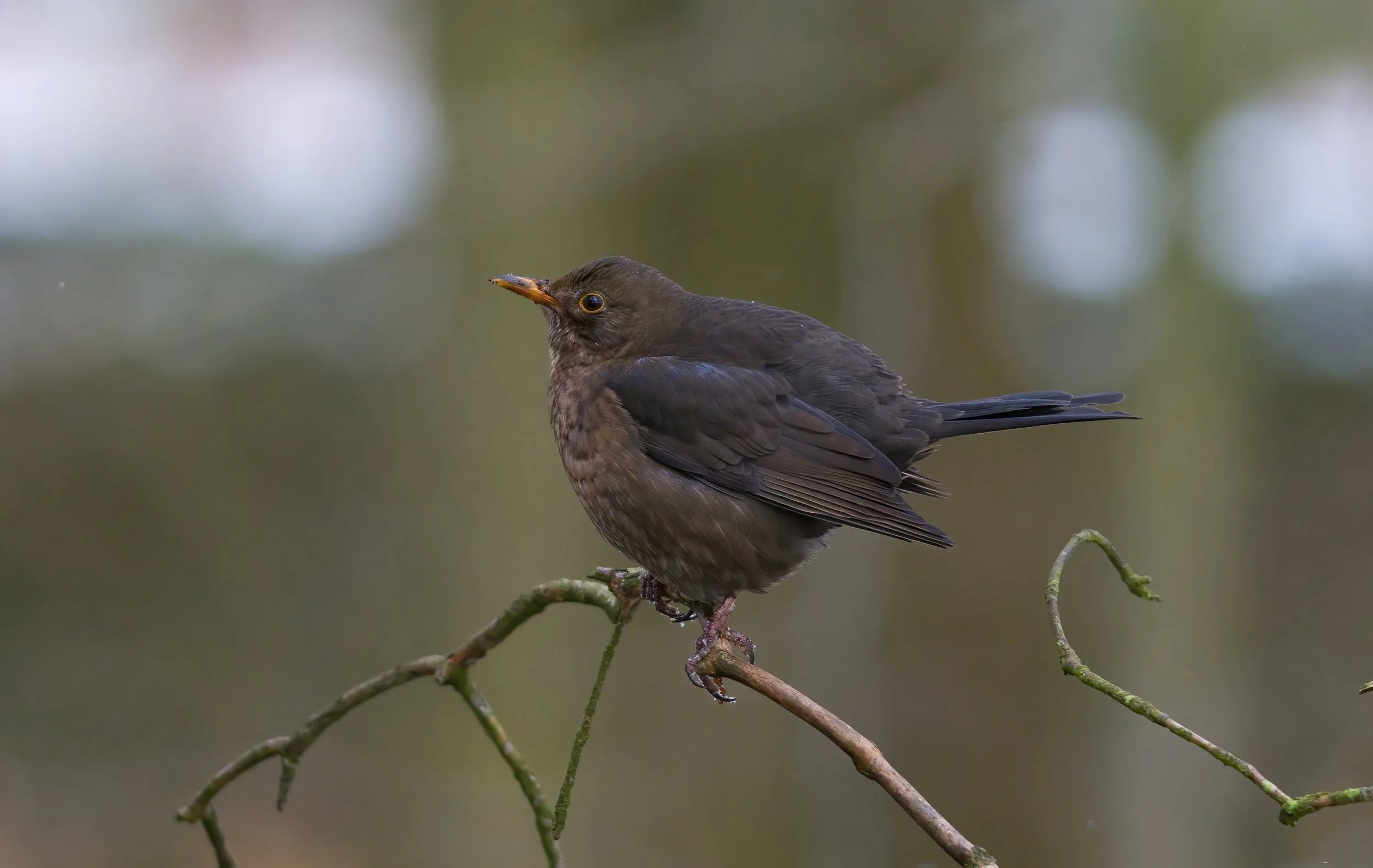 Female Blackbird.