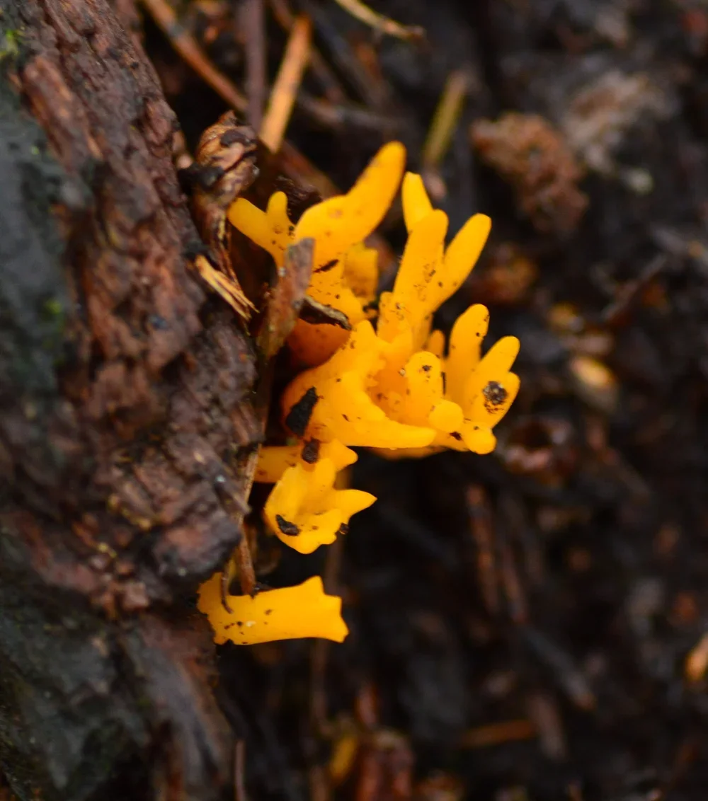 Yellow Stagshorn, ( Calocera viscosa ).