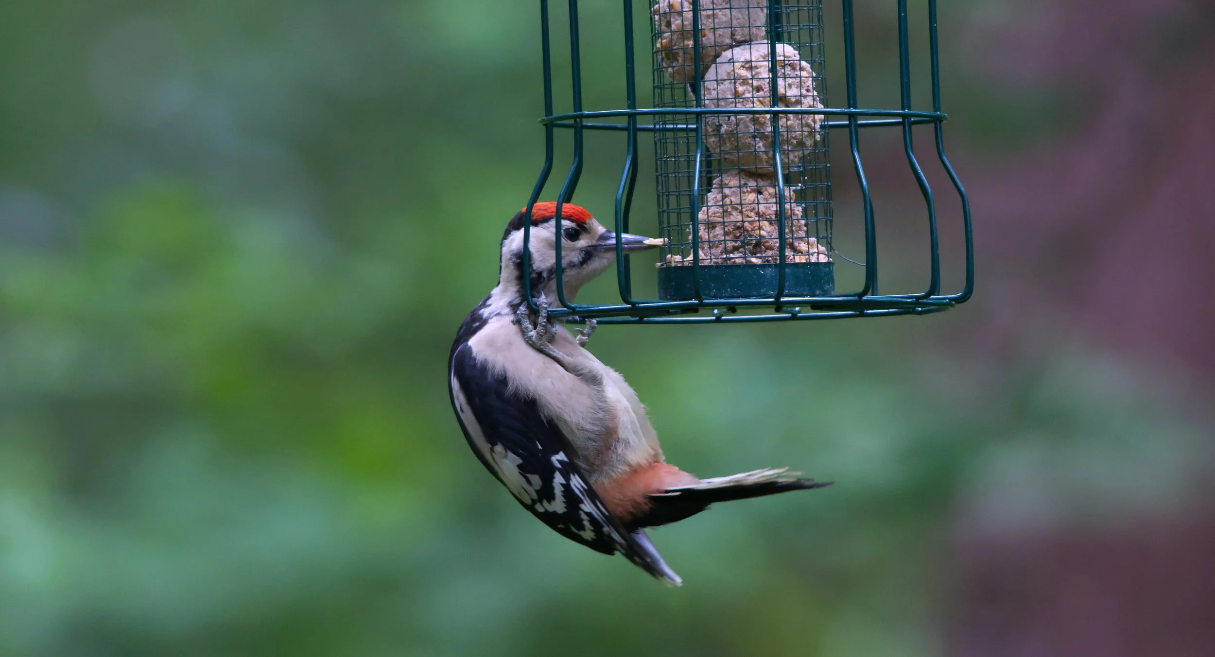An acrobatic juvenile Great Spotted Woodpecker.