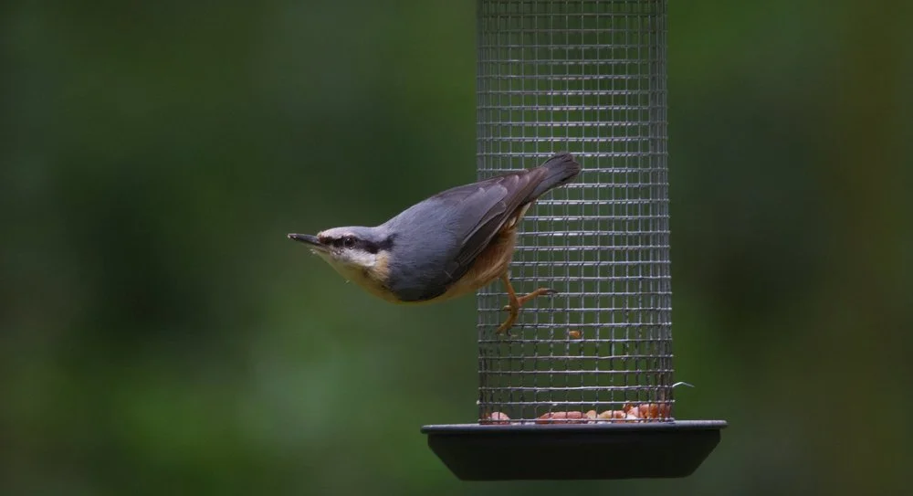 Nuthatch