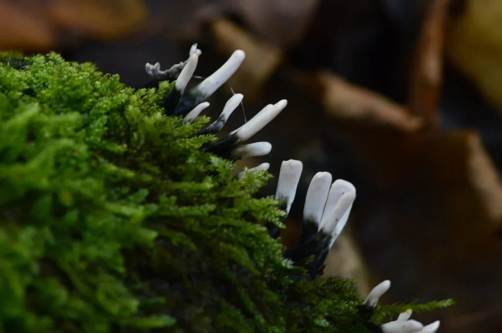 Candlesnuff Fungus, ( Xylaria hypoxylon ).