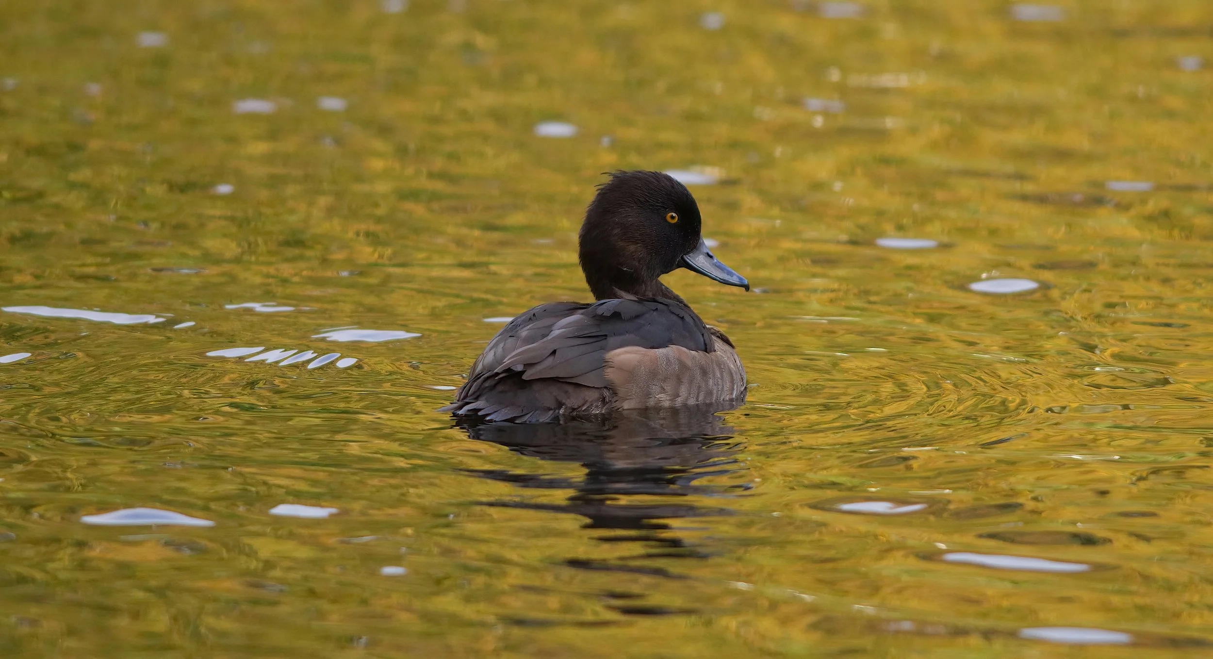 Female Tufted Duck.