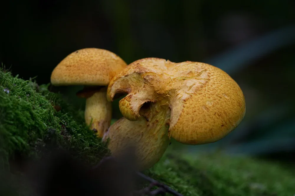 Spectacular Rustgill, ( Gymnopilus junonius ).