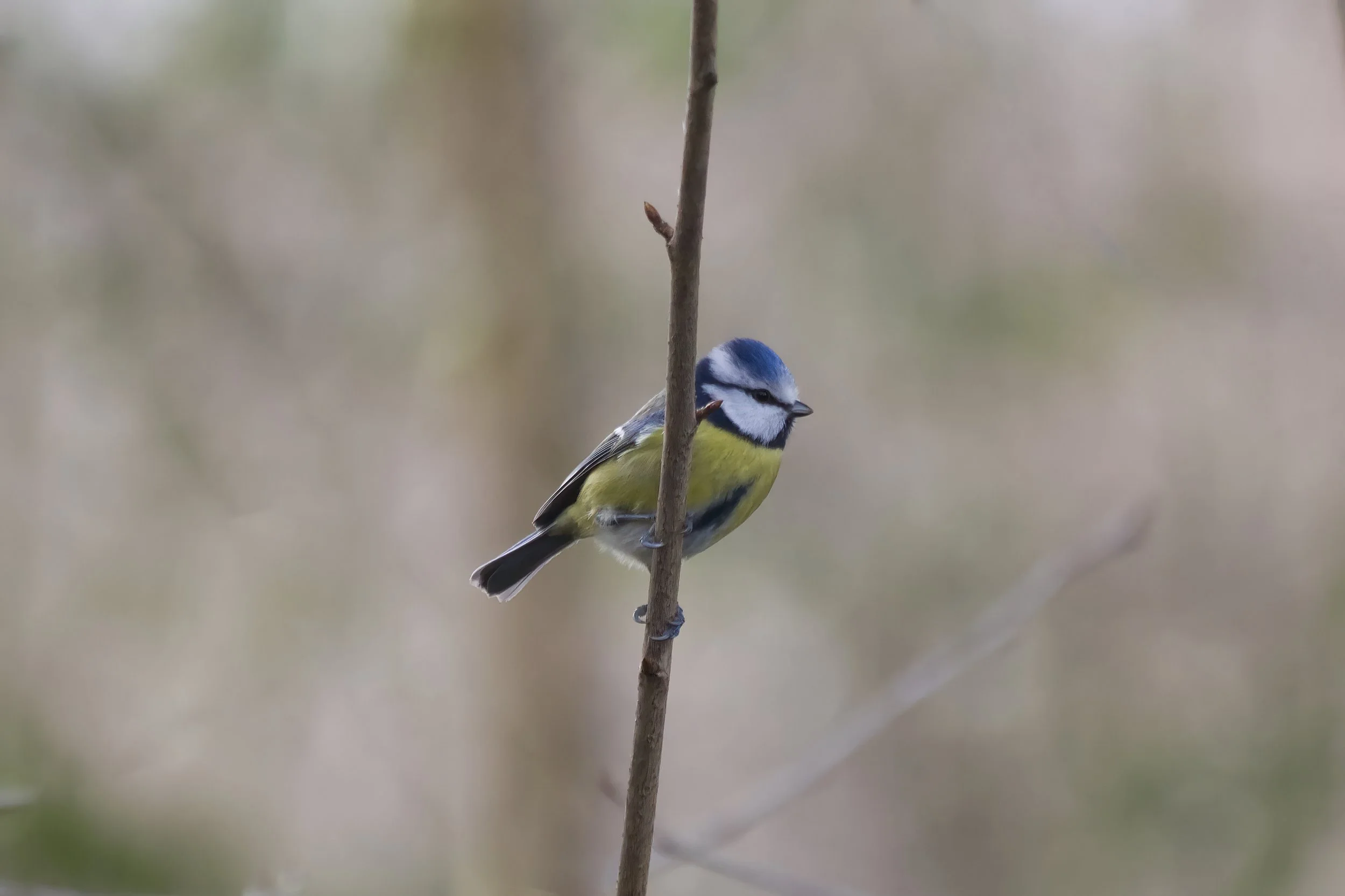 Blue Tit.