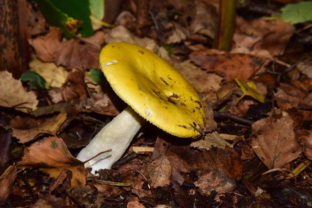 Yellow Swamp Brittlegill, ( Russula claroflava ).