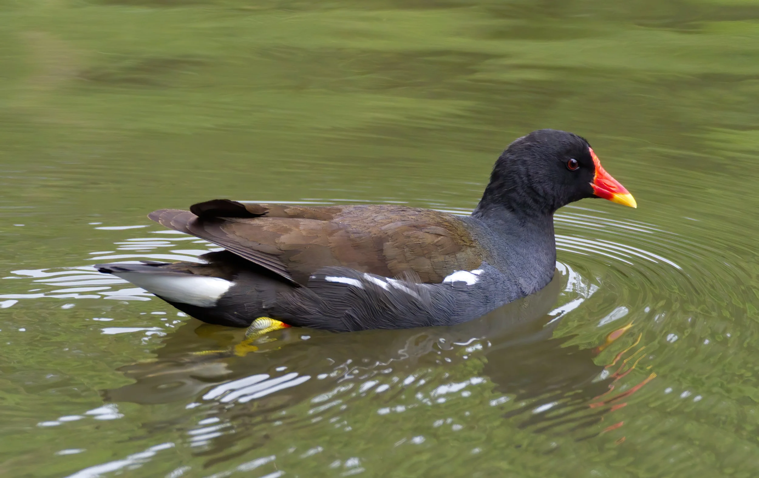 Moorhen.