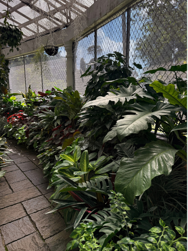 Can Plants Really Make Us Feel Better? My Journey Back To Myself