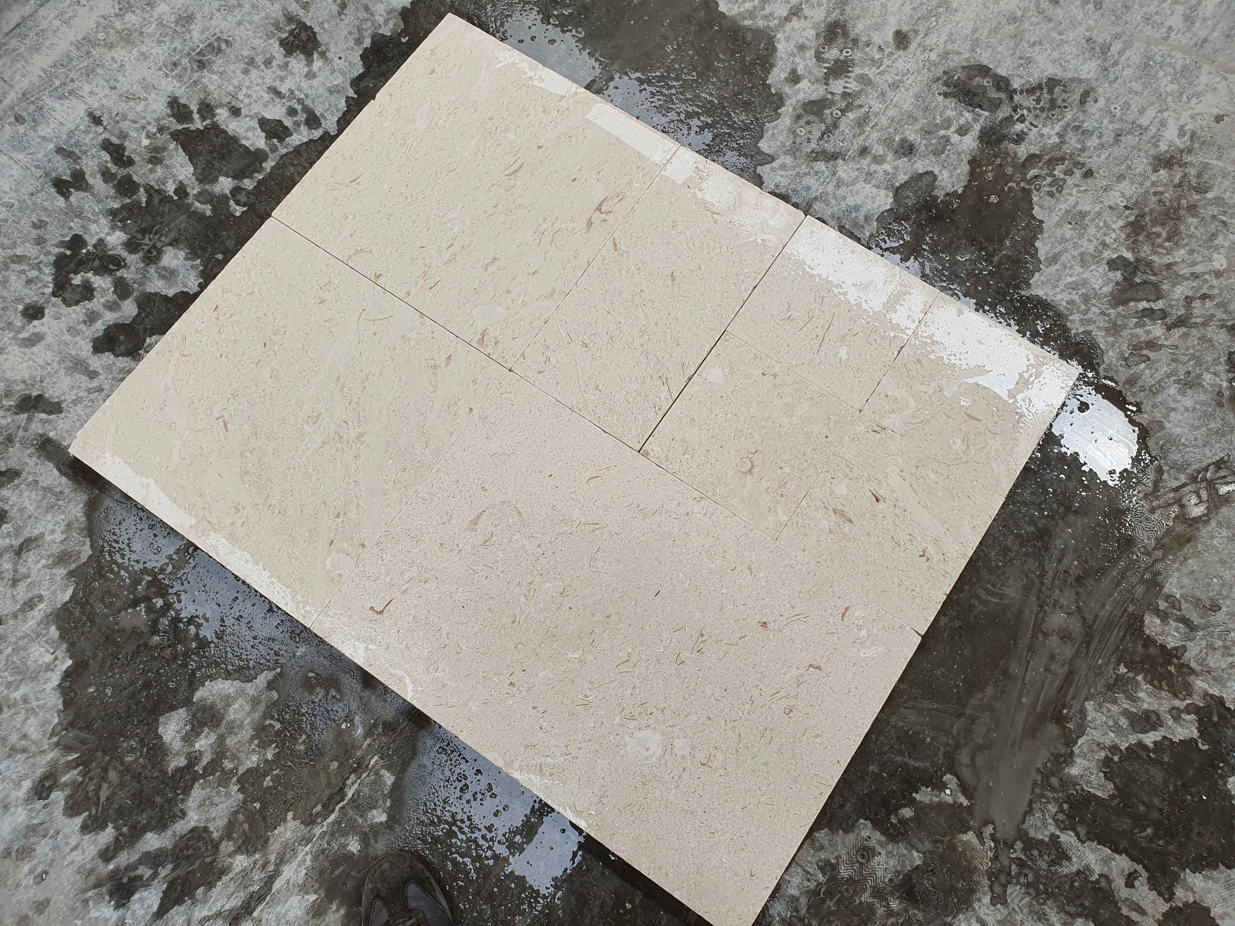Fossil Shellstone Tumbled-6(wet look)