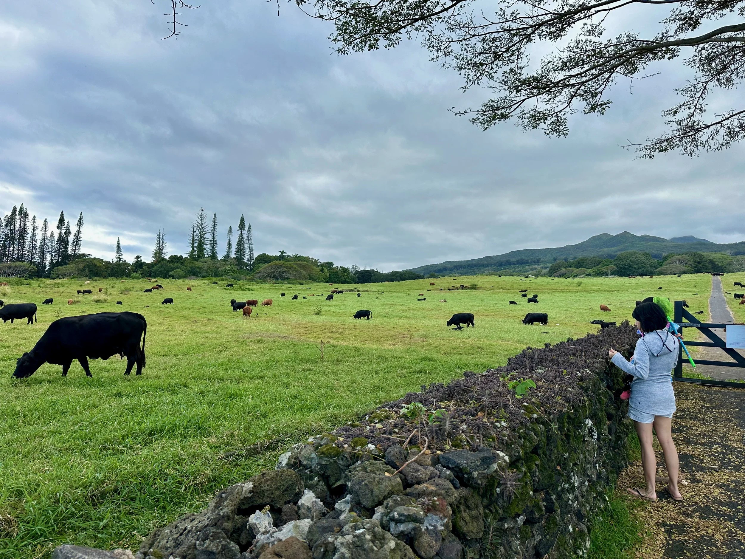 Hana Ranch