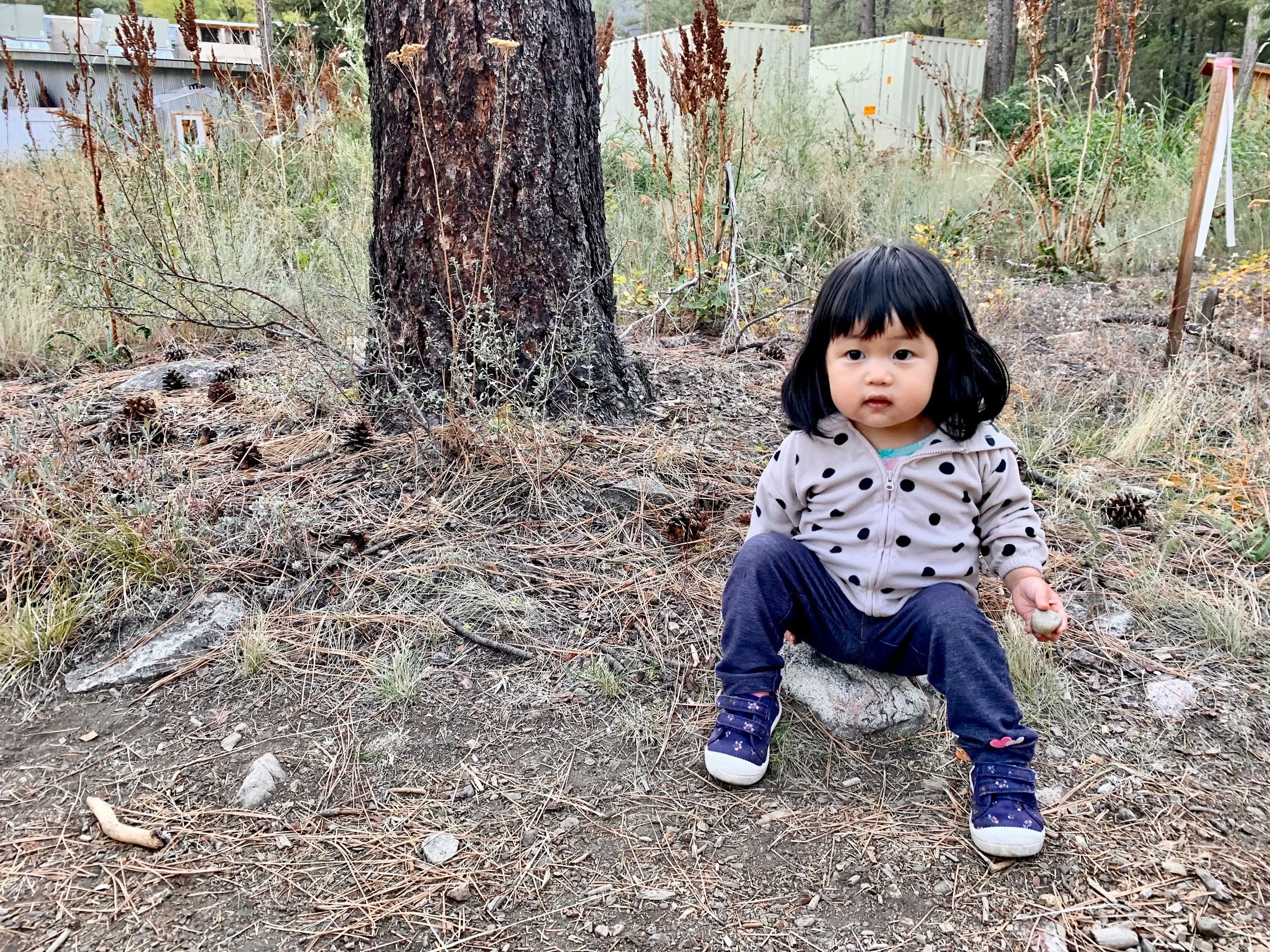 Zia on a rock