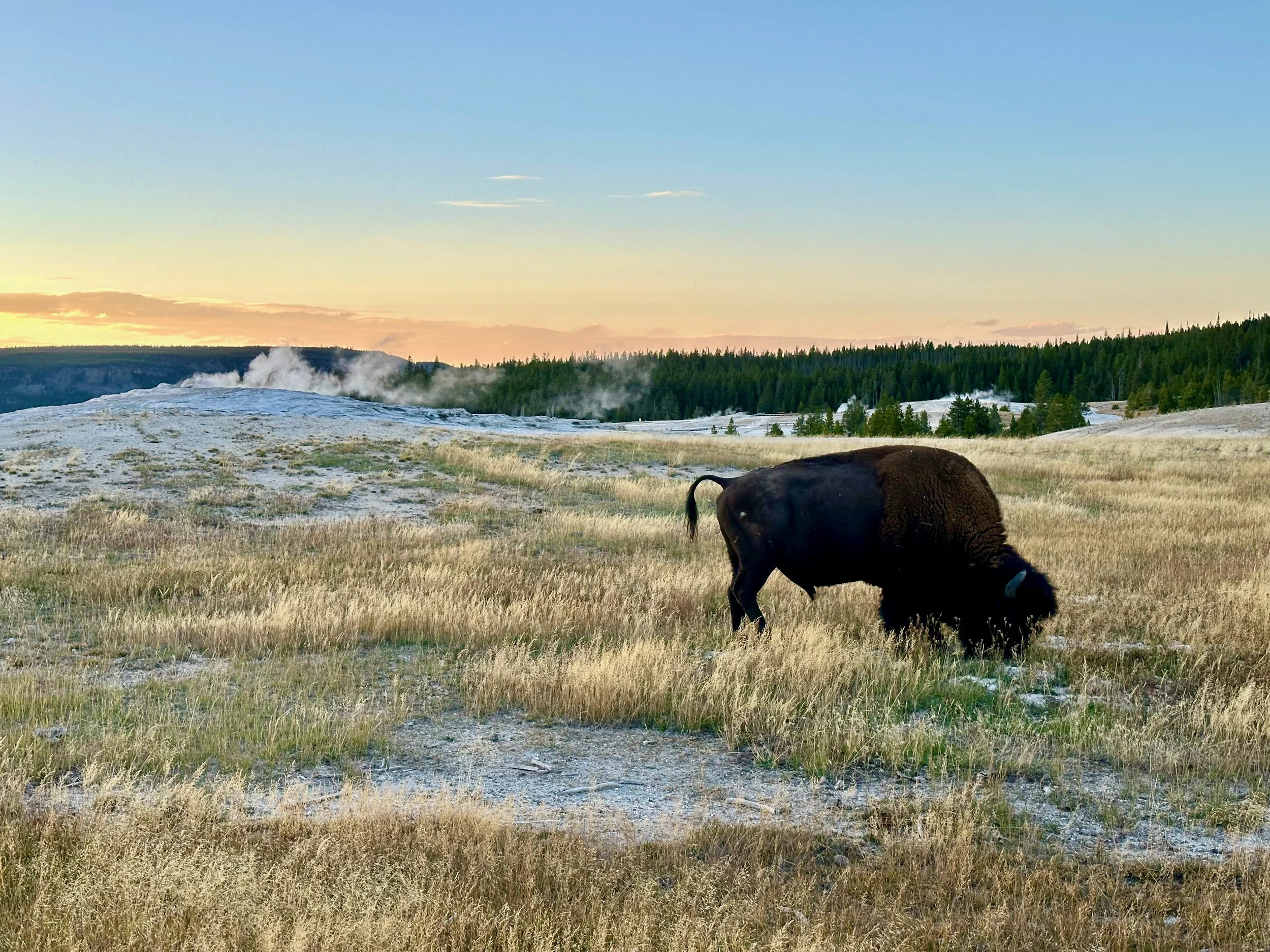 Old Faithful
