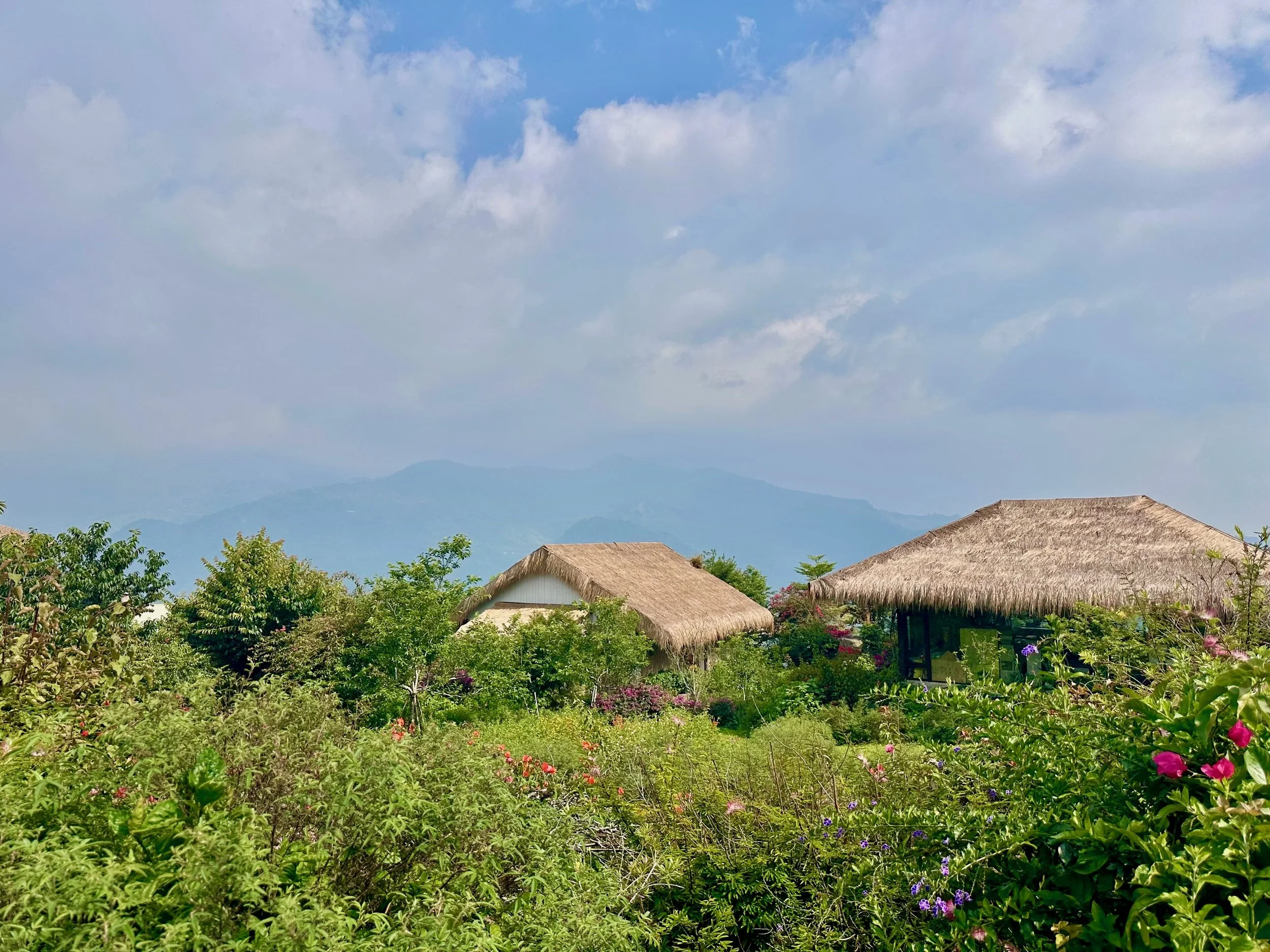 Among the tea plantation