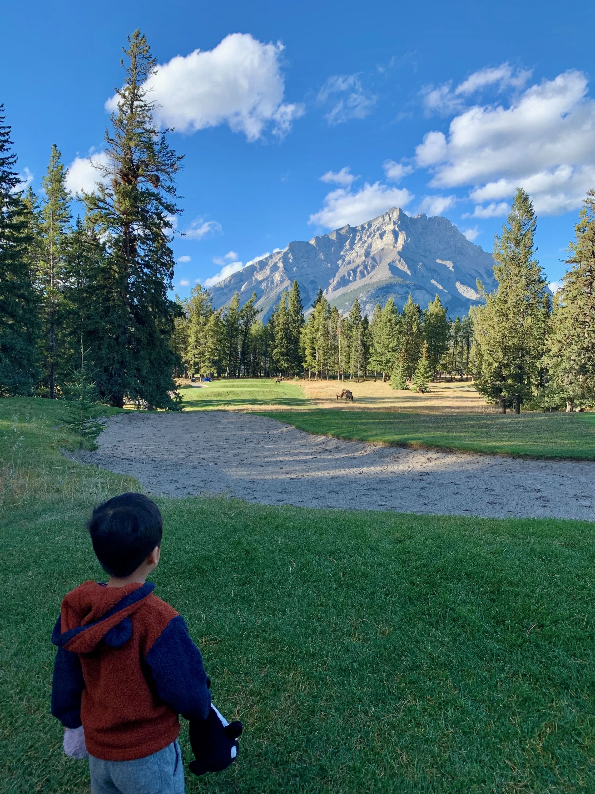 Spotting a herd of elk