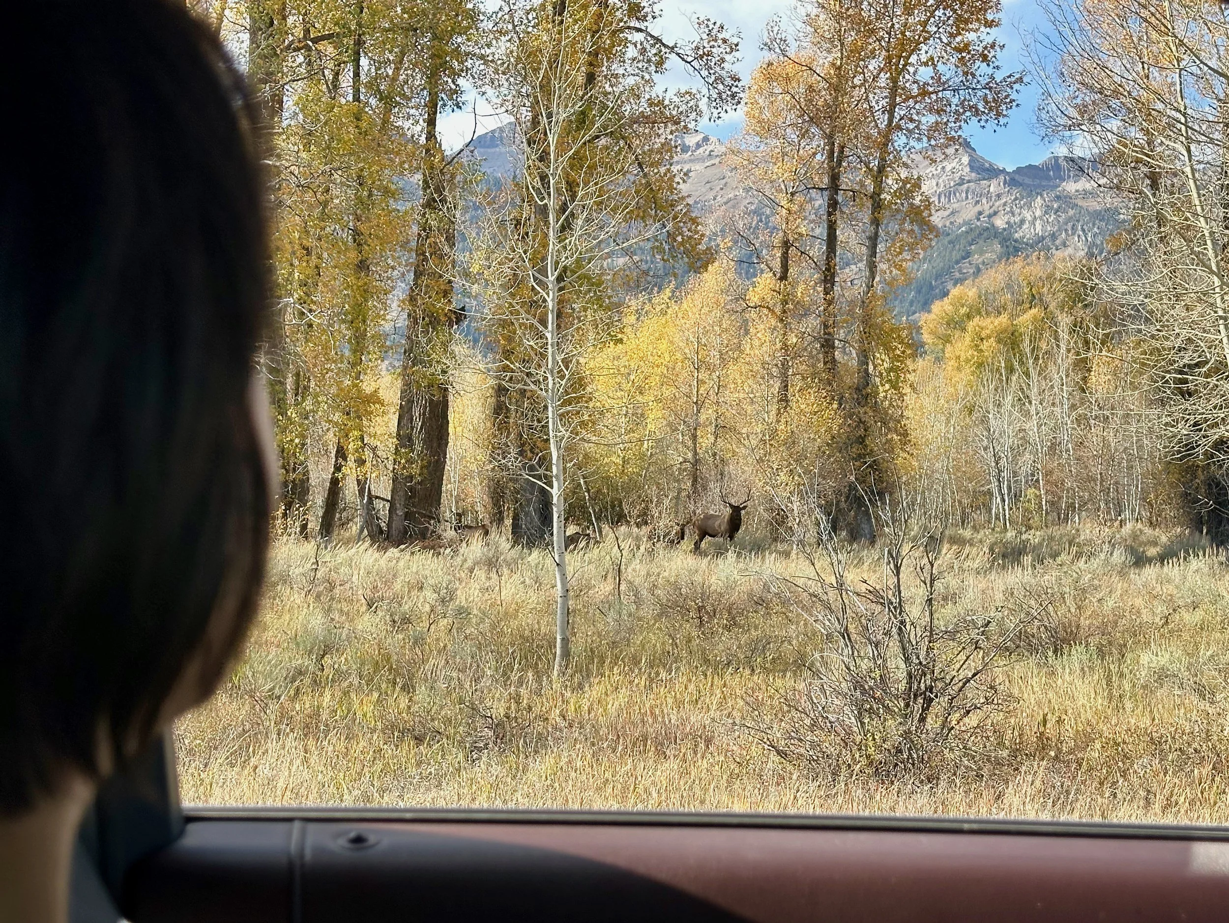It's a deer!